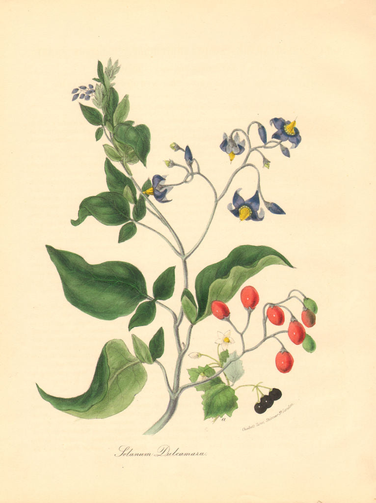 PLANTAE UTILIORES. Woody Nightshade/Bitter Sweet(Solanum Dulcamara).BURNETT 1842